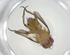  (Siphona Malaise0158 - CBG-A33732-G08)  @11 [ ] CreativeCommons - Attribution Share - Alike (2024) Centre for Biodiversity Genomics Centre for Biodiversity Genomics