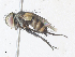  ( - CBG-A34305-G12)  @11 [ ] CreativeCommons - Attribution Share - Alike (2024) CBG Photography Group Centre for Biodiversity Genomics