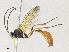  ( - CBG-A34306-F04)  @11 [ ] CreativeCommons - Attribution Share - Alike (2024) CBG Photography Group Centre for Biodiversity Genomics