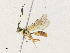  ( - CBG-A34306-G03)  @11 [ ] CreativeCommons - Attribution Share - Alike (2024) CBG Photography Group Centre for Biodiversity Genomics