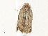 ( - CBG-A34309-G06)  @11 [ ] CreativeCommons - Attribution Share - Alike (2024) CBG Photography Group Centre for Biodiversity Genomics