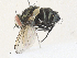  ( - CBG-A34320-B02)  @11 [ ] CreativeCommons - Attribution Share - Alike (2024) CBG Photography Group Centre for Biodiversity Genomics