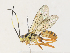  ( - CBG-A34320-G04)  @11 [ ] CreativeCommons - Attribution Share - Alike (2024) CBG Photography Group Centre for Biodiversity Genomics