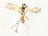  ( - CBG-A34321-C02)  @11 [ ] CreativeCommons - Attribution Share - Alike (2024) CBG Photography Group Centre for Biodiversity Genomics