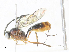  ( - CBG-A34321-E12)  @11 [ ] CreativeCommons - Attribution Share - Alike (2024) CBG Photography Group Centre for Biodiversity Genomics