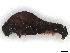  ( - CBG-A34321-G03)  @11 [ ] CreativeCommons - Attribution Share-Alike (2024) CBG Photography Group Centre for Biodiversity Genomics