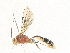  ( - CBG-A34323-C01)  @11 [ ] CreativeCommons - Attribution Share - Alike (2024) CBG Photography Group Centre for Biodiversity Genomics