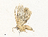  ( - CBG-A34323-D02)  @11 [ ] CreativeCommons - Attribution Share - Alike (2024) CBG Photography Group Centre for Biodiversity Genomics