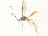 (Diradops poirenaDHJ04 - CBG-A35189-D03)  @11 [ ] CreativeCommons - Attribution Share - Alike (2024) CBG Photography Group Centre for Biodiversity Genomics