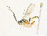  (Carinodes Malaise2187 - CBG-A35190-A01)  @11 [ ] CreativeCommons - Attribution Share - Alike (2024) CBG Photography Group Centre for Biodiversity Genomics