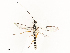  ( - CBG-A67880-F06)  @11 [ ] CreativeCommons - Attribution Share - Alike (2025) CBG Photography Group Centre for Biodiversity Genomics