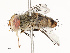  (Telothyria fimbriata - CBG-A67901-G10)  @11 [ ] CreativeCommons - Attribution Share - Alike (2025) CBG Photography Group Centre for Biodiversity Genomics