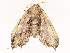  ( - CBG-A67904-F06)  @11 [ ] CreativeCommons - Attribution Share - Alike (2025) CBG Photography Group Centre for Biodiversity Genomics