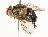  (Actia Janzen32 - CBG-A67024-F04)  @11 [ ] CreativeCommons - Attribution Share - Alike (2025) CBG Photography Group Centre for Biodiversity Genomics