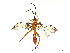  ( - CBG-A67833-F03)  @11 [ ] CreativeCommons - Attribution Share - Alike (2025) CBG Photography Group Centre for Biodiversity Genomics