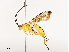  ( - CBG-A67835-A01)  @11 [ ] CreativeCommons - Attribution Share - Alike (2025) CBG Photography Group Centre for Biodiversity Genomics