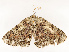  ( - CBG-A67841-H04)  @11 [ ] CreativeCommons - Attribution Share - Alike (2025) CBG Photography Group Centre for Biodiversity Genomics