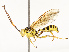  (Neotheronia malaise0983 - CBG-A67850-D08)  @11 [ ] CreativeCommons - Attribution Share - Alike (2025) CBG Photography Group Centre for Biodiversity Genomics