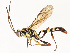  (Barichneumon Malaise1969 - CBG-A67817-E02)  @11 [ ] CreativeCommons - Attribution Share - Alike (2025) CBG Photography Group Centre for Biodiversity Genomics