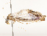  ( - CBG-A67865-G05)  @11 [ ] CreativeCommons - Attribution Share - Alike (2025) CBG Photography Group Centre for Biodiversity Genomics