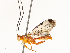  (Neotheronia Malaise8177 - CBG-A67882-C10)  @11 [ ] CreativeCommons - Attribution Share - Alike (2025) CBG Photography Group Centre for Biodiversity Genomics