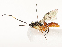  ( - CBG-A67883-D03)  @11 [ ] CreativeCommons - Attribution Share - Alike (2025) CBG Photography Group Centre for Biodiversity Genomics