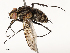  ( - CBG-A69575-E11)  @11 [ ] CreativeCommons - Attribution Share - Alike (2025) CBG Photography Group Centre for Biodiversity Genomics