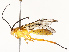  (Neotheronia Malaise1874 - CBG-A69589-C12)  @11 [ ] CreativeCommons - Attribution Share - Alike (2025) CBG Photography Group Centre for Biodiversity Genomics