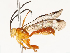  ( - CBG-A72922-A03)  @11 [ ] CreativeCommons - Attribution Share - Alike (2025) CBG Photography Group Centre for Biodiversity Genomics