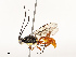  (Carinodes Malaise8114 - CBG-B12664-F01)  @11 [ ] CreativeCommons - Attribution Share - Alike (2025) CBG Photography Group Centre for Biodiversity Genomics