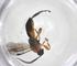  (Centistes Malaise8259 - CBG-B12726-H11)  @11 [ ] CreativeCommons - Attribution Share - Alike (2025) Centre for Biodiversity Genomics Centre for Biodiversity Genomics