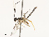  ( - CBG-B17193-G09)  @11 [ ] CreativeCommons - Attribution Share - Alike (2025) CBG Photography Group Centre for Biodiversity Genomics