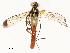  ( - CBG-B12236-C03)  @11 [ ] CreativeCommons - Attribution Share - Alike (2025) CBG Photography Group Centre for Biodiversity Genomics