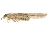  ( - CBG-B12238-H03)  @11 [ ] CreativeCommons - Attribution Share - Alike (2025) CBG Photography Group Centre for Biodiversity Genomics