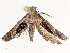  (Dichomeris designatella - CBG-B13473-G05)  @11 [ ] CreativeCommons - Attribution Share - Alike (2025) CBG Photography Group Centre for Biodiversity Genomics