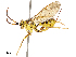  ( - CBG-B13561-G04)  @11 [ ] CreativeCommons - Attribution Share - Alike (2025) CBG Photography Group Centre for Biodiversity Genomics