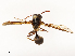  ( - CBG-B13804-B11)  @11 [ ] CreativeCommons - Attribution Share - Alike (2025) CBG Photography Group Centre for Biodiversity Genomics