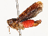  ( - CBG-B13804-H01)  @11 [ ] CreativeCommons - Attribution Share - Alike (2025) CBG Photography Group Centre for Biodiversity Genomics