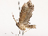  ( - CBG-B13805-A11)  @11 [ ] CreativeCommons - Attribution Share - Alike (2025) CBG Photography Group Centre for Biodiversity Genomics