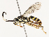  ( - CBG-B18758-G03)  @11 [ ] CreativeCommons - Attribution Share - Alike (2025) CBG Photography Group Centre for Biodiversity Genomics