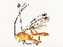  ( - CBG-B15182-G03)  @11 [ ] CreativeCommons - Attribution Share - Alike (2025) CBG Photography Group Centre for Biodiversity Genomics