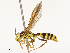  ( - CBG-B14791-B06)  @11 [ ] CreativeCommons - Attribution Share - Alike (2025) CBG Photography Group Centre for Biodiversity Genomics