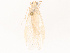  ( - CBG-B14792-F05)  @11 [ ] CreativeCommons - Attribution Share - Alike (2025) CBG Photography Group Centre for Biodiversity Genomics
