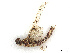  ( - CBG-B14793-H10)  @11 [ ] CreativeCommons - Attribution Share - Alike (2025) CBG Photography Group Centre for Biodiversity Genomics