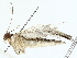 ( - BIOUG77732-D03)  @11 [ ] CreativeCommons - Attribution (2022) CBG Photography Group Centre for Biodiversity Genomics