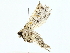  ( - BIOUG77732-D06)  @11 [ ] CreativeCommons - Attribution (2022) CBG Photography Group Centre for Biodiversity Genomics
