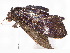  (Letis Malaise9292 - BIOUG77732-F04)  @11 [ ] CreativeCommons - Attribution (2022) CBG Photography Group Centre for Biodiversity Genomics