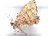  ( - BIOUG77732-F08)  @11 [ ] CreativeCommons - Attribution (2022) CBG Photography Group Centre for Biodiversity Genomics