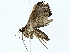  ( - BIOUG80724-A09)  @11 [ ] CreativeCommons - Attribution (2022) CBG Photography Group Centre for Biodiversity Genomics