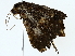  ( - BIOUG85279-B11)  @11 [ ] CreativeCommons - Attribution (2022) CBG Photography Group Centre for Biodiversity Genomics